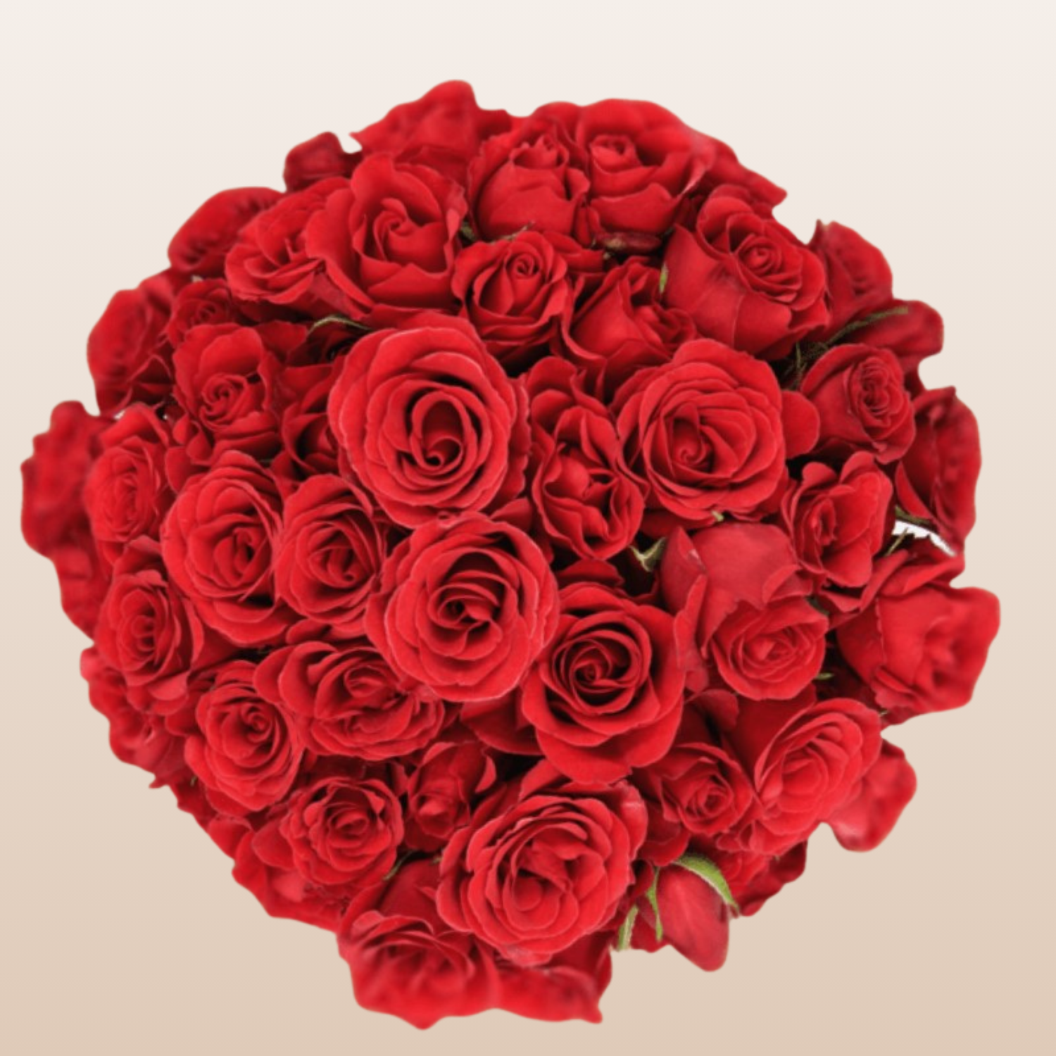 Bravo Red Spray Roses