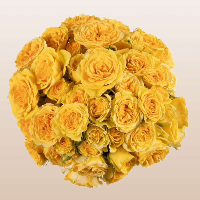 Brilliant Stars Leo Yellow Spray Roses
