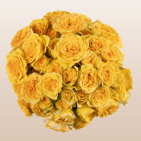 Brilliant Stars Leo Yellow Spray Roses