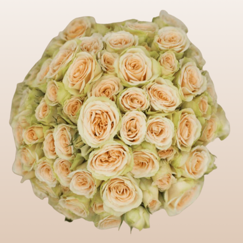 Brilliant Stars Capricorn Peach Spray Garden Roses