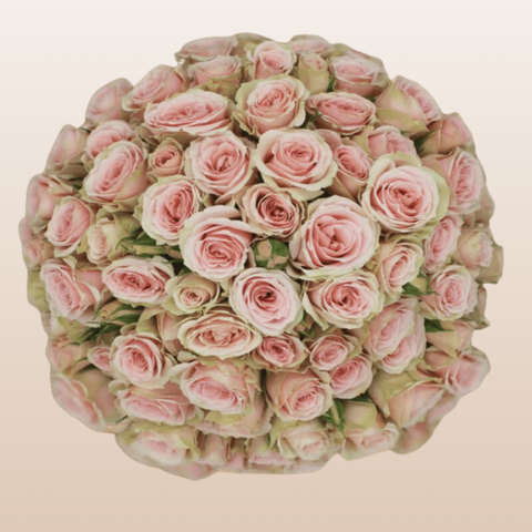 Brilliant Stars Vela Light Pink Spray Roses