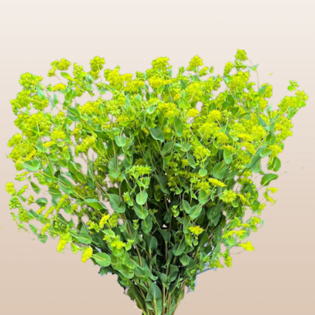 Bupleurum