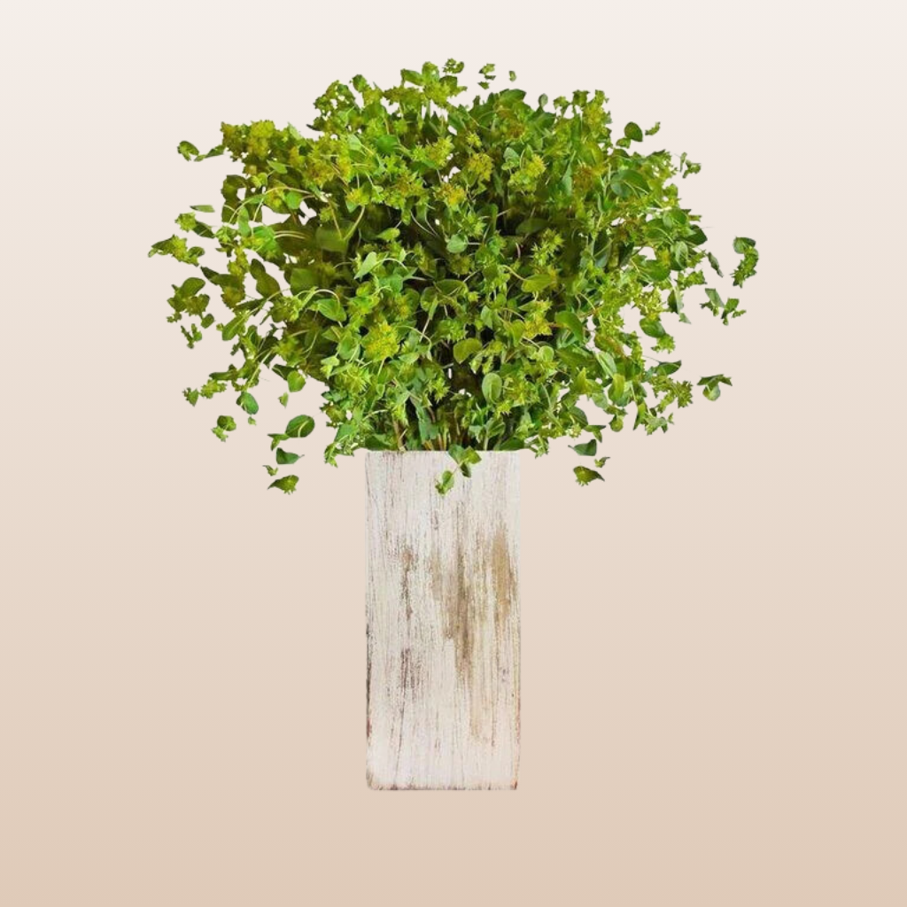 Bupleurum