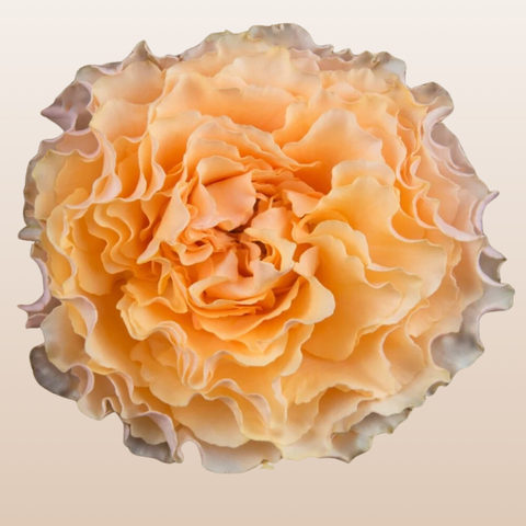 Campanella Peach Garden Roses