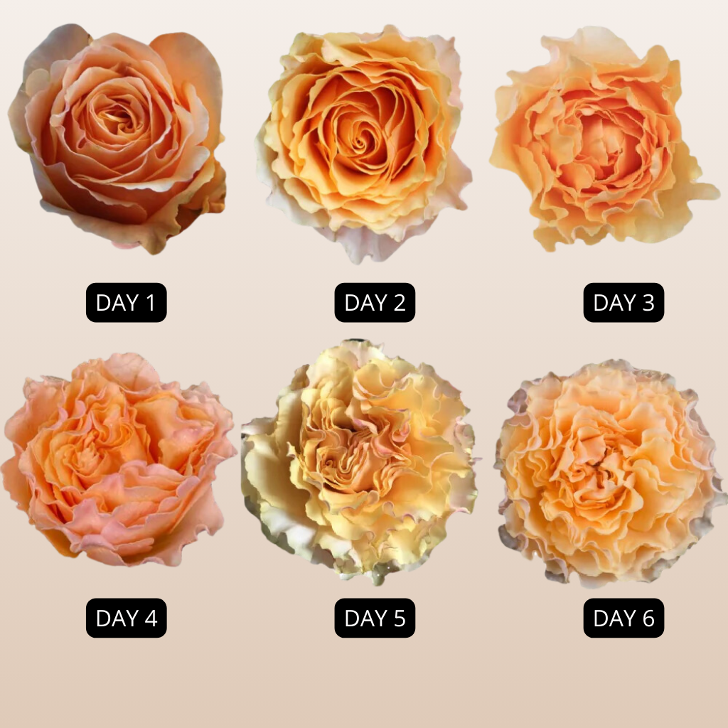 Campanella Peach Garden Roses