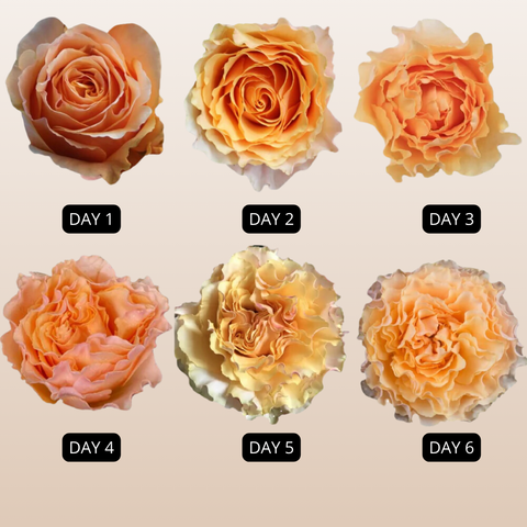 Campanella Peach Garden Roses