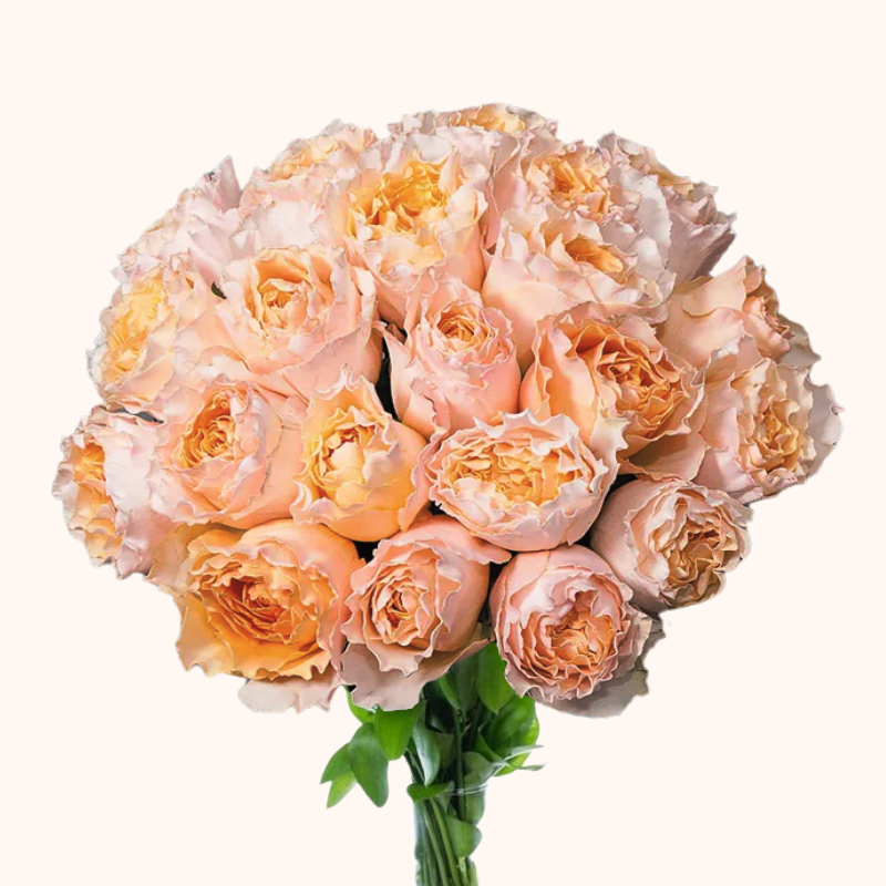 Campanella Peach Garden Roses