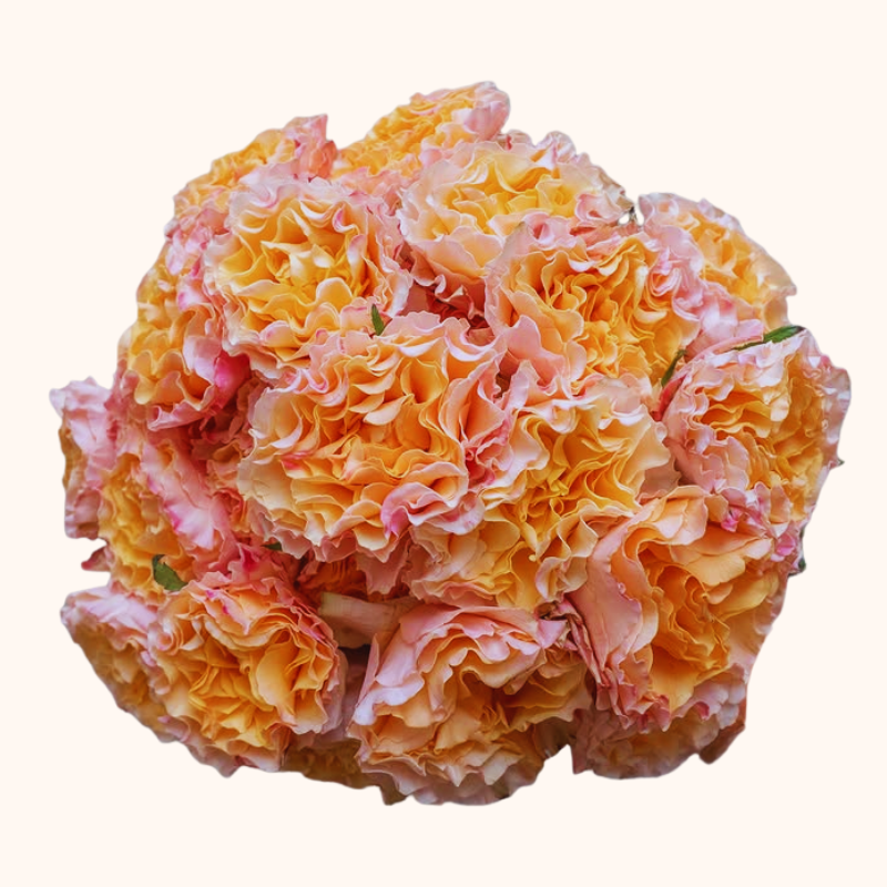 Campanella Peach Garden Roses