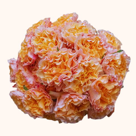 Campanella Peach Garden Roses