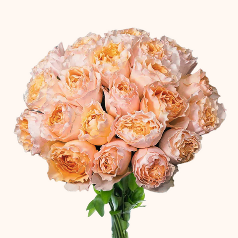 Campanella Peach Garden Roses