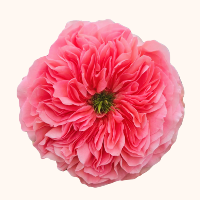 Candy Xpression garden Roses