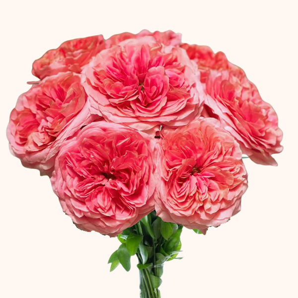 Candy Xpression Garden Roses with Free Delivery all the USA – EbloomsDirect