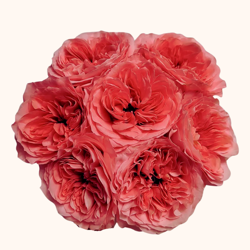 Candy Xpression garden Roses