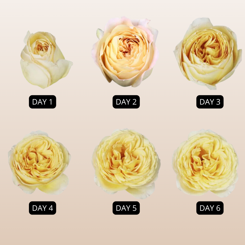Caramel Antike Garden Roses
