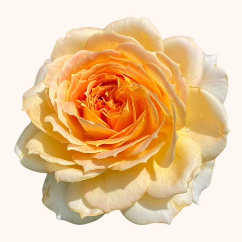 Caramel Antike Garden Roses