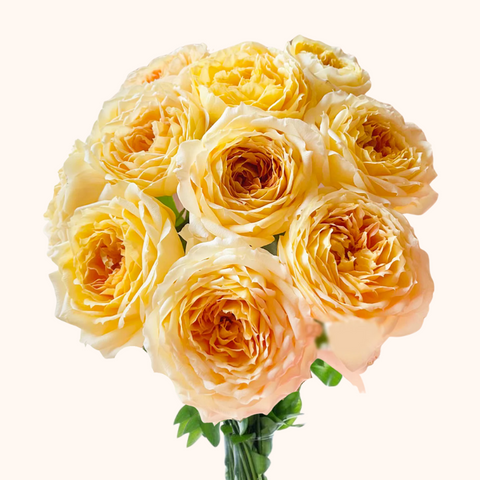Caramel Antike Garden Roses