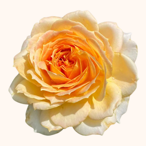 Caramel Antike Garden Roses