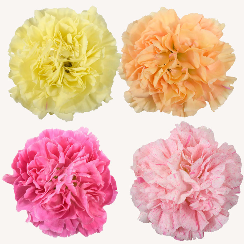 Carnation Minami Assorted Spring