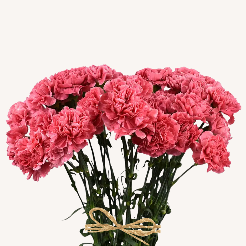 Carnation Coral Tommy Minami