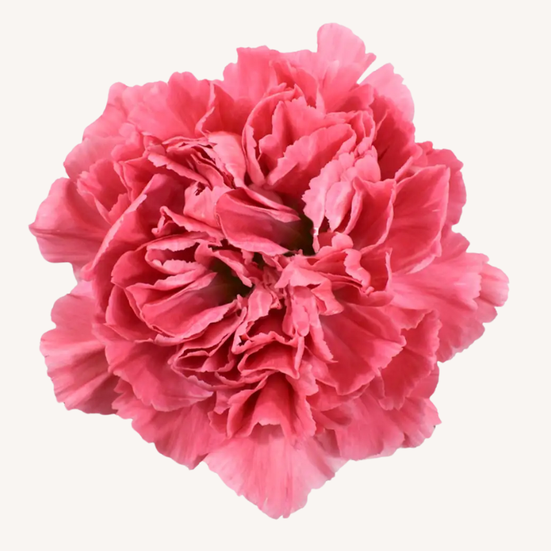 Carnation Coral Tommy Minami