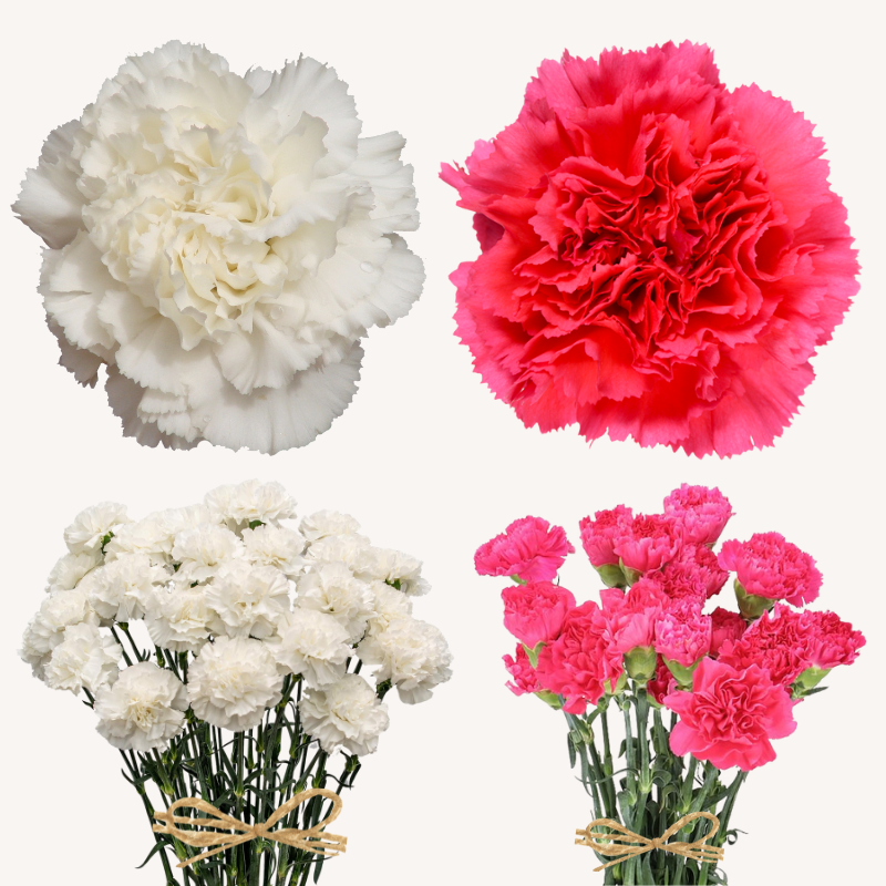 Carnation Standard Hot Pink & White