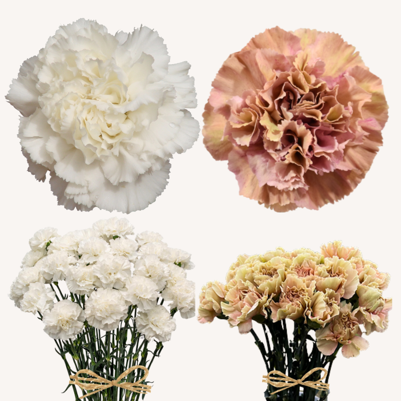 Carnations Standard White - Sandy