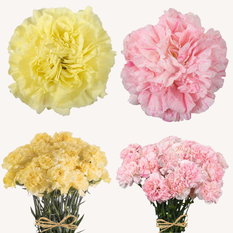 Carnations Minami Yellow - Light Pink