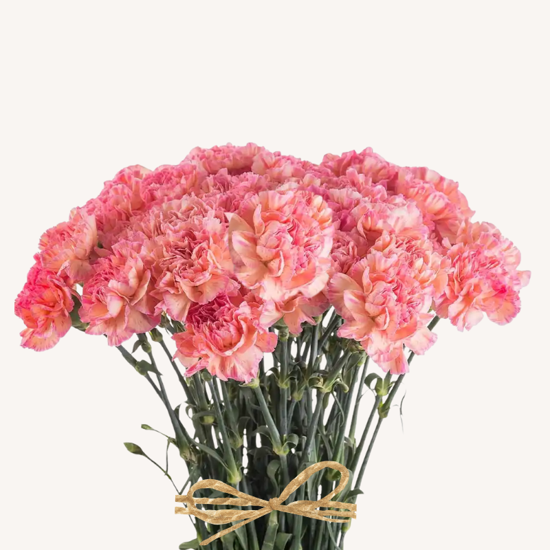 Carnation Orange Minami