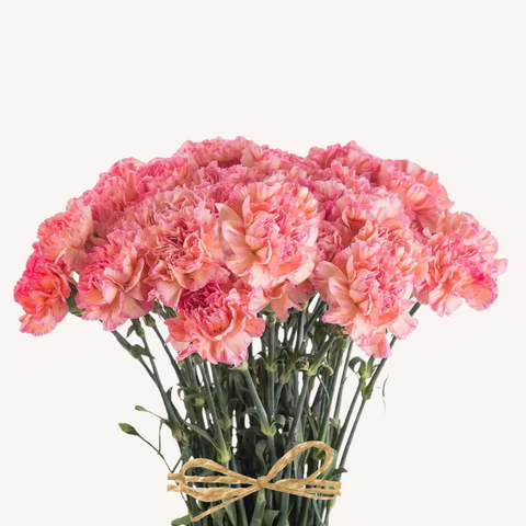 Carnation Orange Minami