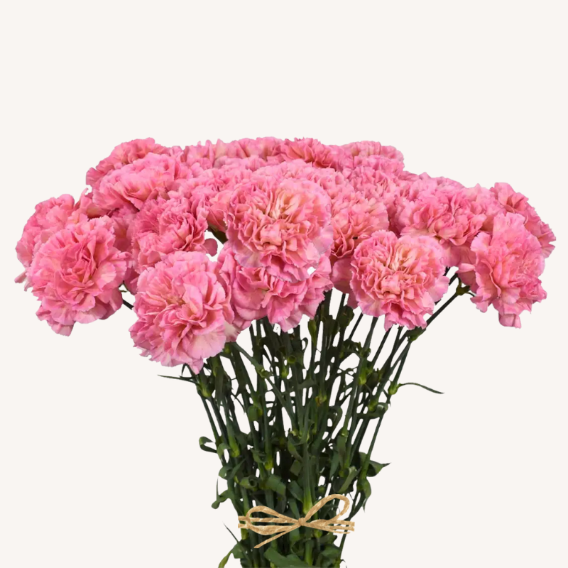 Carnation Pink Passion Minami