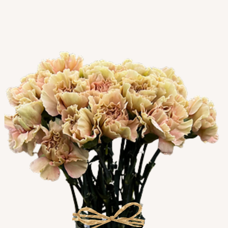 Carnations Standard Sandy Babylon
