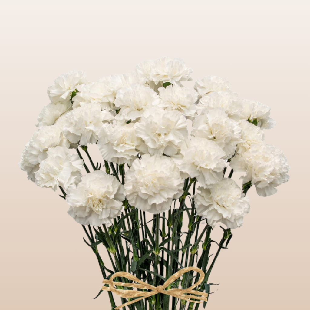 Carnation Standard White