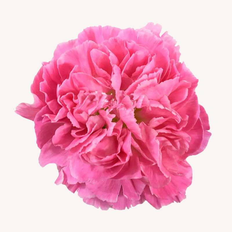 Carnation Hot Pink Feminine Minami
