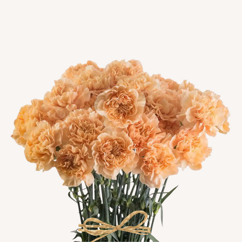 Carnations Peach Minami