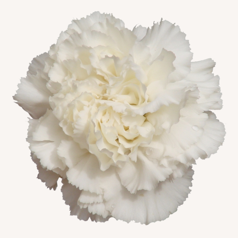 Carnation Standard White
