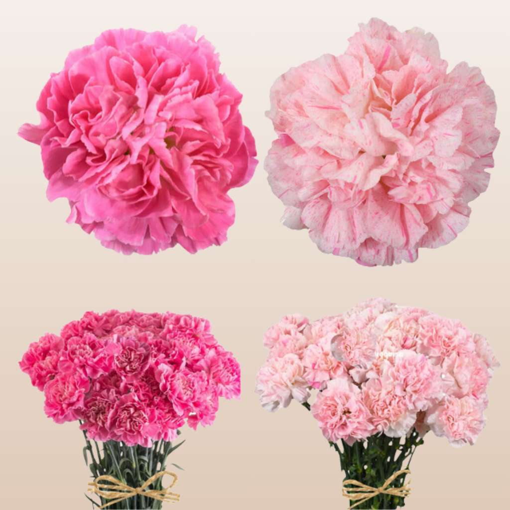 Carnations Minami Hot Pink - Light Pink