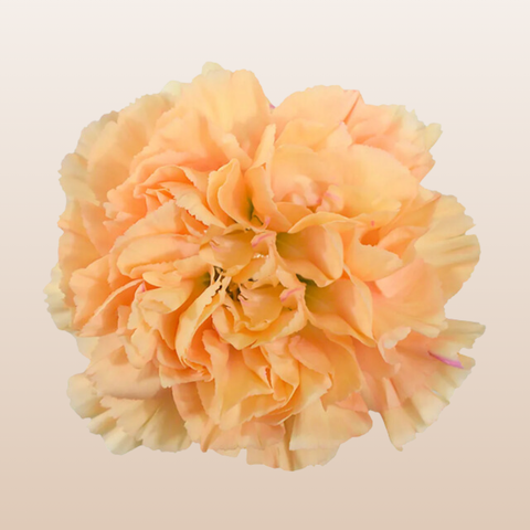 Carnations Peach Minami