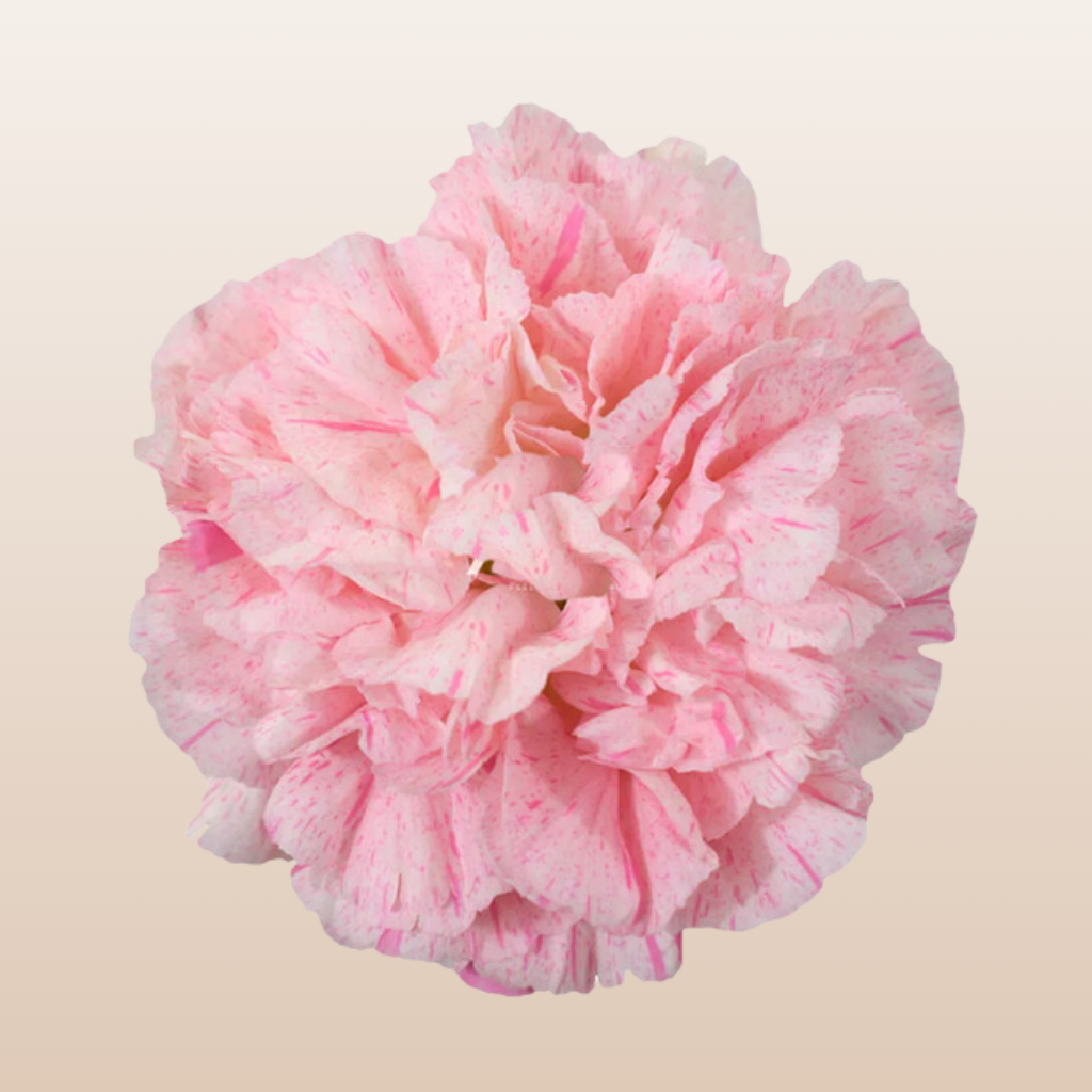 Carnations Pink Sakura Minami