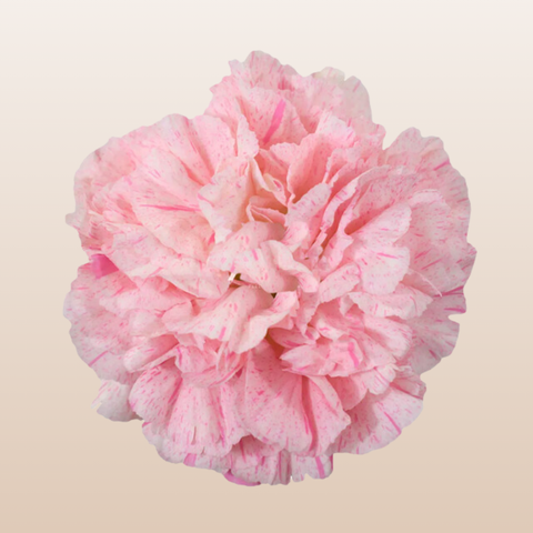 Carnations Pink Sakura Minami