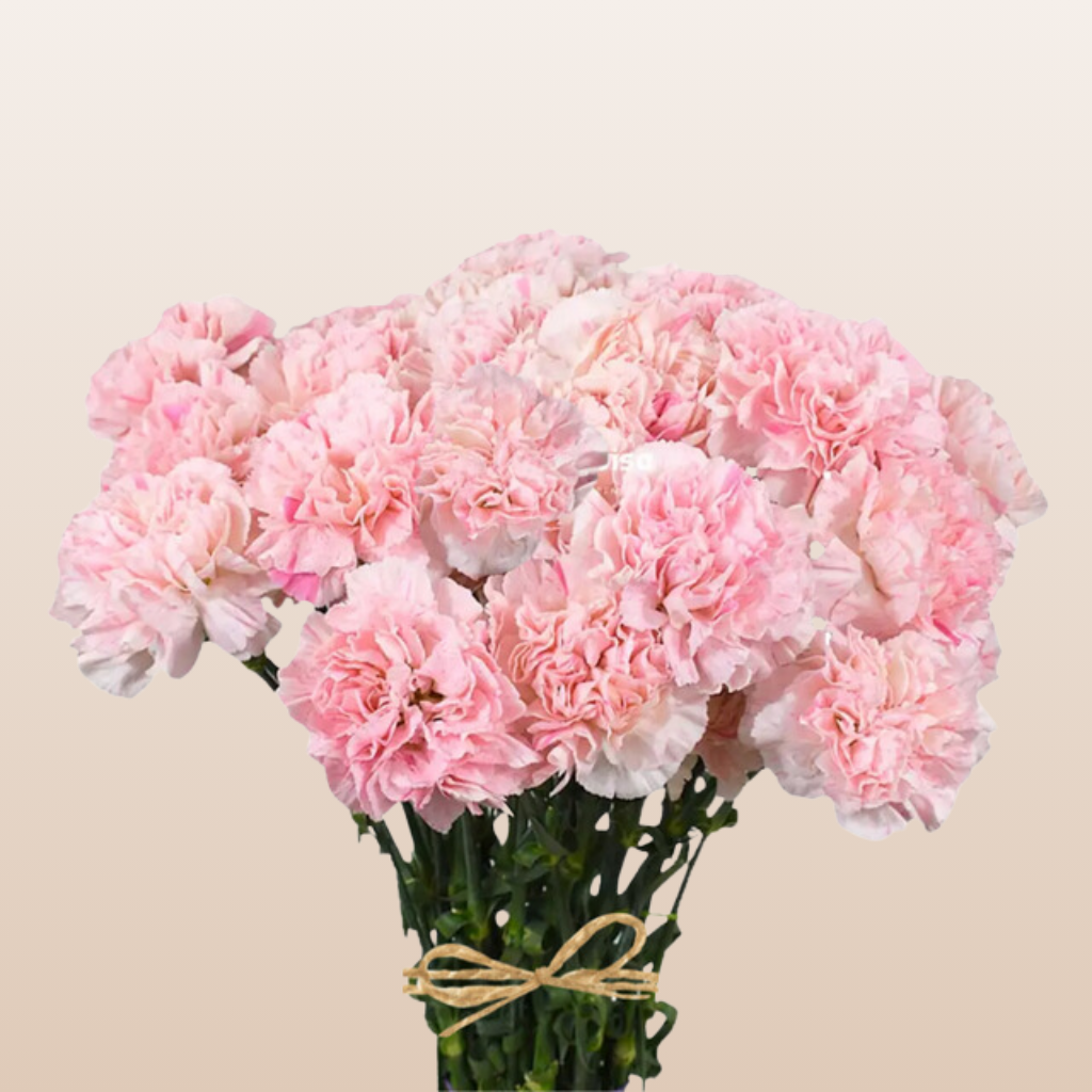 Carnations Pink Sakura Minami