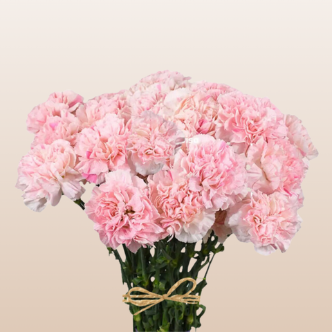Carnations Pink Sakura Minami