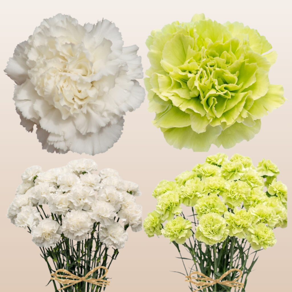 Carnations Standard White and Green