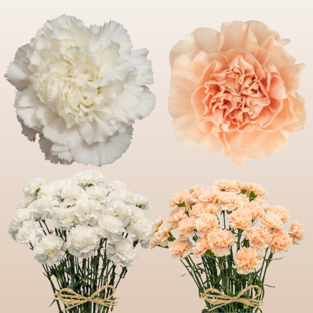 Carnations Standard White - Peach