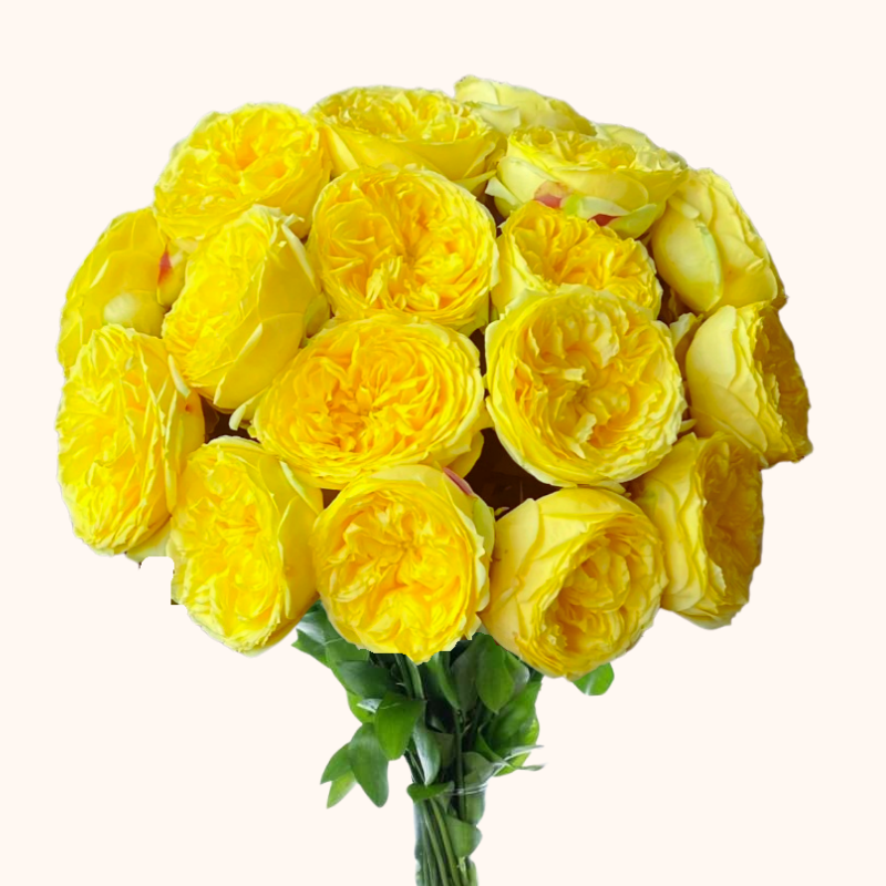 Catalina Garden Roses