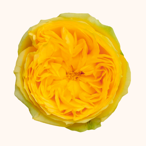 Catalina Garden Roses