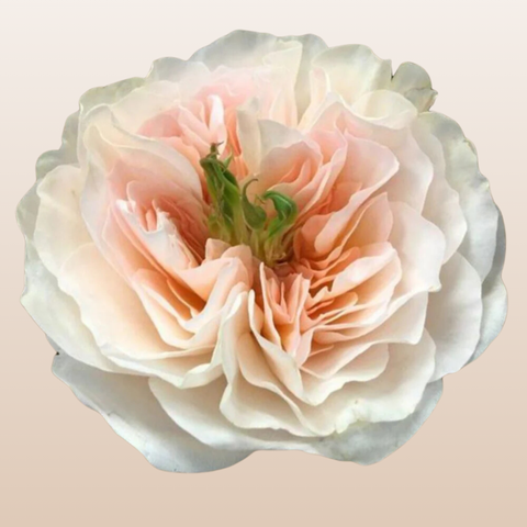 Charity David Austin Garden Roses