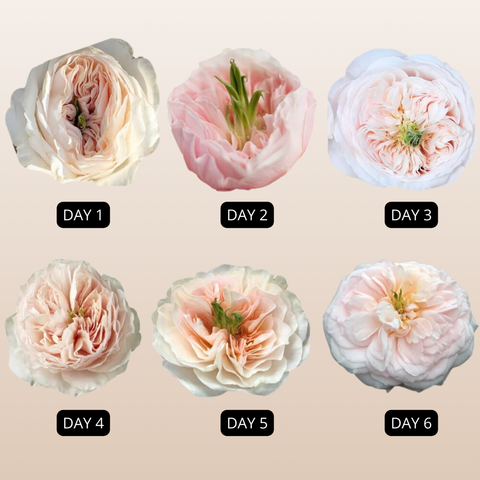 Charity David Austin Garden Roses