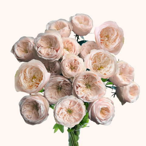 Charity David Austin Garden Roses