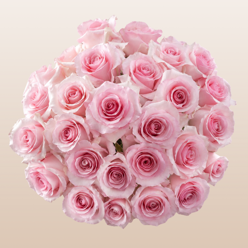Christa Light Pink roses featuring soft blush pink blooms harvested in Ecuador for wedding bouquets and luxury floral arrangements.