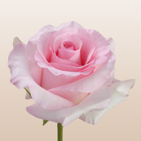 Christa Light Pink roses featuring soft blush pink blooms harvested in Ecuador for wedding bouquets and luxury floral arrangements.